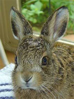 leveret 7 - 10 days old
