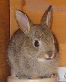 rabbit 9 - 12 days old