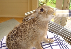 leveret 12 - 14 days old