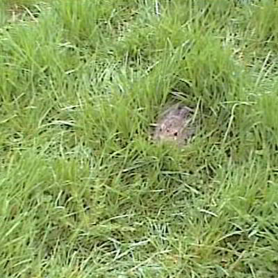 leveret in long grass